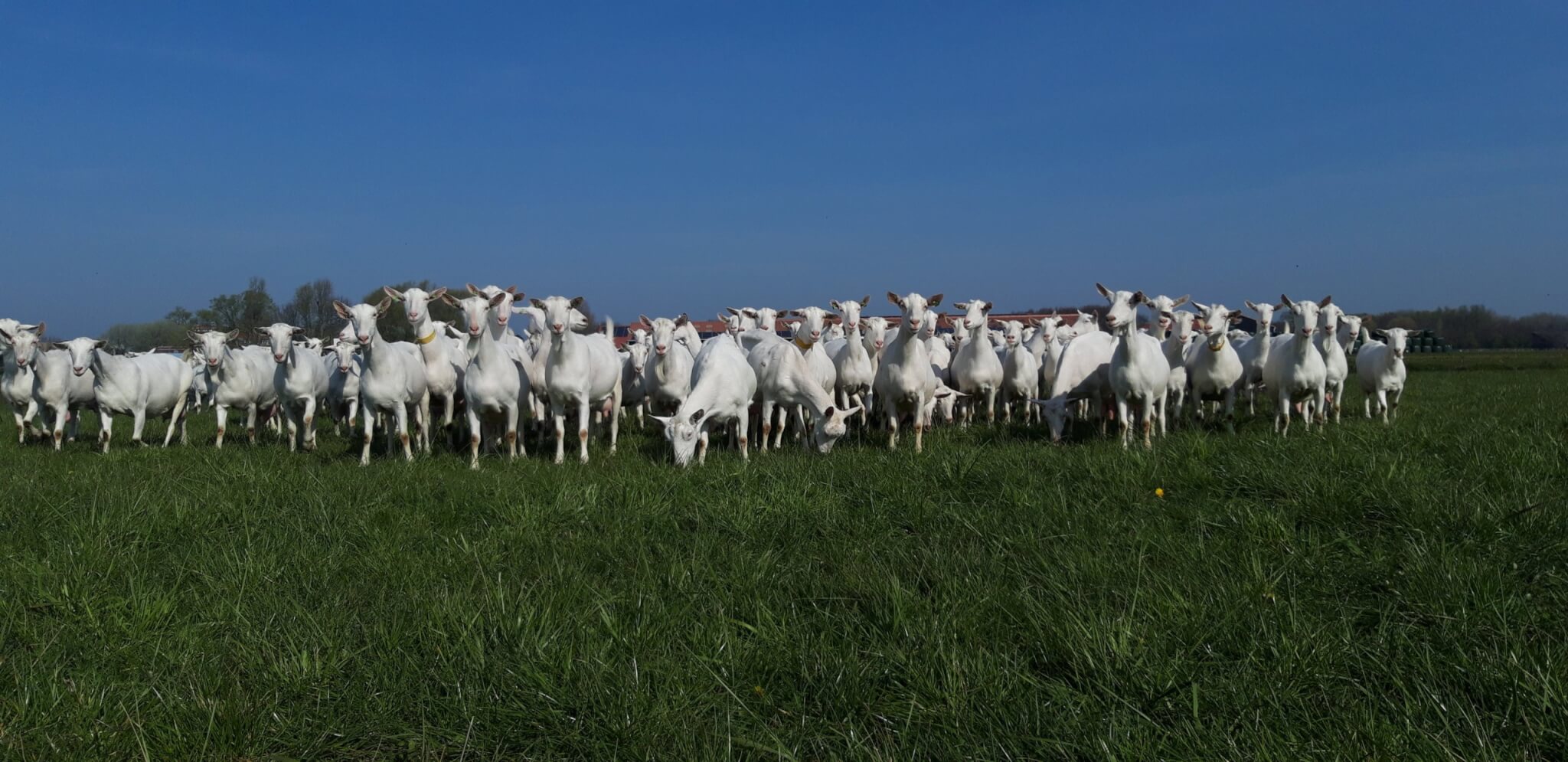 Biologisch melkveebedrijf De Mèkkerstee